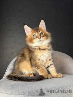 Photo №3. Sweet, stunning, and full of grace Freyas purrs are as soft as her heart.. Switzerland