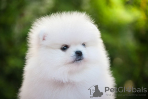 Photo №4. I will sell pomeranian in the city of Klagenfurt. private announcement - price - 380$
