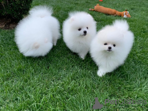 Photo №1. pomeranian - for sale in the city of Неймеген | 350$ | Announcement № 107458