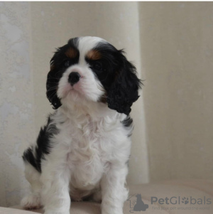 Photo №3. KC Registered King Charles Spaniel Pups. United States