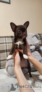 Photo №2 to announcement № 8698 for the sale of chihuahua - buy in Russian Federation private announcement