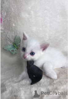 Photo №1. munchkin - for sale in the city of Baierbrunn | 329$ | Announcement № 147239