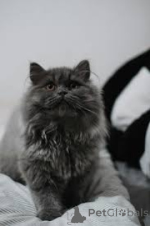 Photo №2 to announcement № 171028 for the sale of british longhair - buy in Finland private announcement, breeder