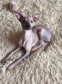 Photo №4. I will sell mexican hairless dog in the city of Kiev. private announcement - price - 160$