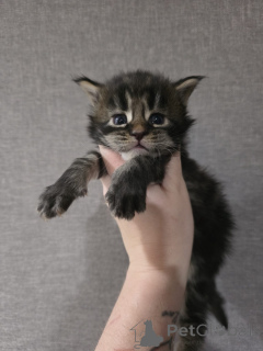 Photo №3. Maine Coon Kitten Purebred. Austria