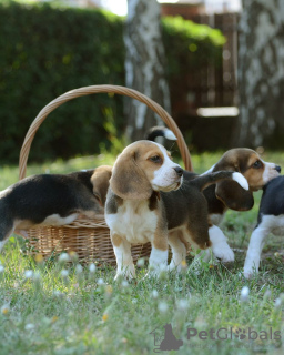 Photo №1. beagle - for sale in the city of Bonn | 380$ | Announcement № 123788