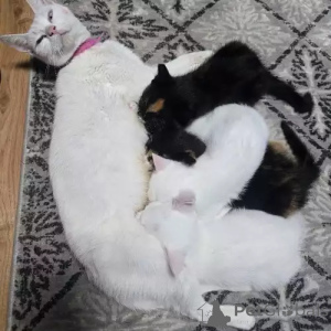 Photo №2 to announcement № 167275 for the sale of turkish van - buy in Germany private announcement