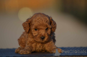 Additional photos: Toy poodle puppies