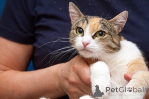 Photo №4. I will sell  in the city of Moscow river. private announcement - price - Is free