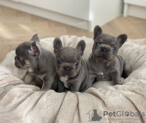 Photo №1. french bulldog - for sale in the city of Londonderry | 568$ | Announcement № 11279