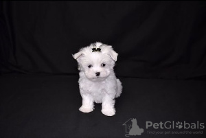 Photo №1. maltese dog - for sale in the city of Berlin | negotiated | Announcement № 115868