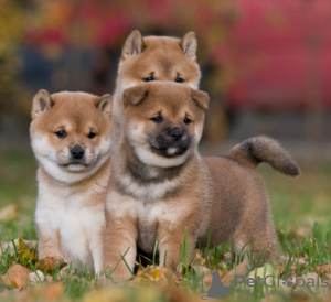 Photo №1. shiba inu - for sale in the city of Stockholm | negotiated | Announcement № 113195