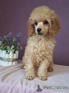 Photo №3. Poodle Toy/small miniature. Belarus