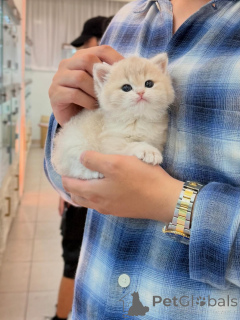 Photo №2 to announcement № 175113 for the sale of british shorthair - buy in Germany breeder