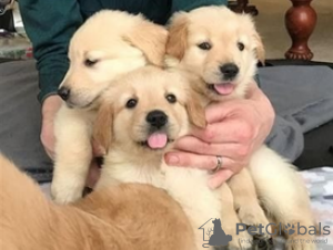 Photo №1. golden retriever - for sale in the city of Berlin | negotiated | Announcement № 115947