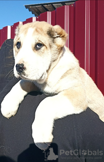 Photo №1. non-pedigree dogs - for sale in the city of Боровец | 687$ | Announcement № 41943