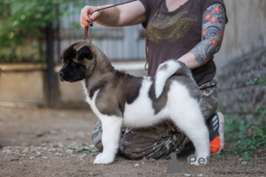 Photo №2 to announcement № 155107 for the sale of american akita - buy in Russian Federation from nursery, breeder