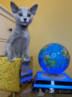 Photo №1. russian blue - for sale in the city of Mondorf -les-Bains | negotiated | Announcement № 173432