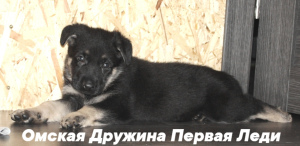 Photo №1. east-european shepherd - for sale in the city of Omsk | Negotiated | Announcement № 5083