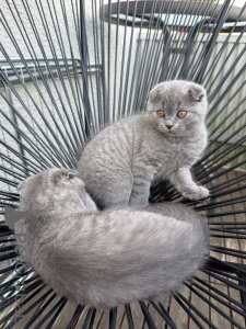 Photo №4. I will sell scottish fold in the city of Kaiserslautern. private announcement - price - 361$