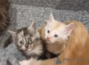 Photo №1. maine coon - for sale in the city of Darmstadt-Dieburg | 361$ | Announcement № 154211