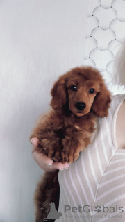 Photo №4. I will sell poodle (toy) in the city of Zhytomyr. breeder - price - negotiated