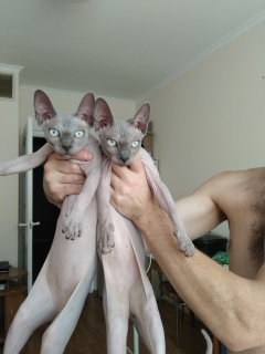 Photo №1. sphynx-katze - for sale in the city of Grodno | negotiated | Announcement № 2835