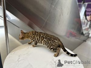 Photo №2. Mating service bengal cat. Price - negotiated
