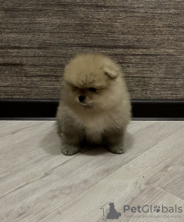 Photo №1. pomeranian - for sale in the city of Minsk | 661$ | Announcement № 8748