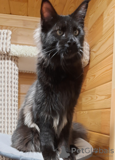 Photo №2 to announcement № 73104 for the sale of maine coon - buy in Russian Federation from nursery