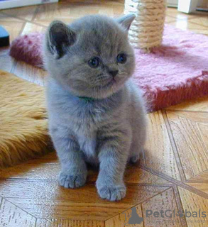 Photo №1. british shorthair - for sale in the city of Innsbruck | Is free | Announcement № 95176