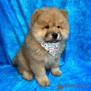 Photo №3. Chow Chow-puppy's te koop. Belgium