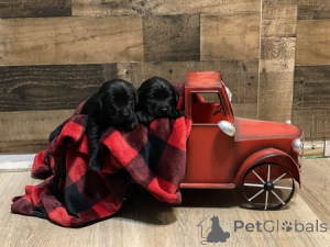 Photo №3. AKC labs Pups. United Kingdom
