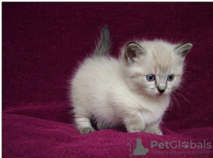 Photo №3. Munchkin kittens. United Kingdom