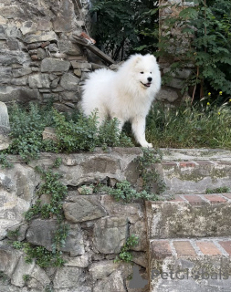 Photo №1. samoyed dog - for sale in the city of Tbilisi | Is free | Announcement № 143130