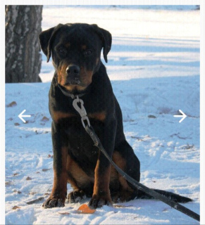 Photo №1. rottweiler - for sale in the city of Kopeisk | 173$ | Announcement № 5039