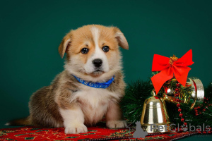 Photo №2 to announcement № 138075 for the sale of  - buy in Estonia from nursery