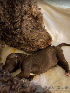 Additional photos: Lagotto Romagnolo puppies