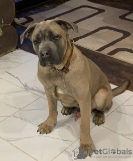 Photo №2 to announcement № 42696 for the sale of cane corso - buy in Russian Federation private announcement