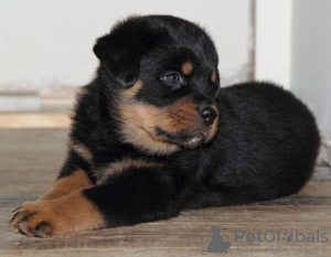 Photo №1. rottweiler - for sale in the city of Bremen | Is free | Announcement № 95052