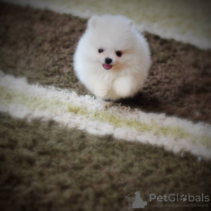 Photo №1. pomeranian - for sale in the city of Brest | 1159$ | Announcement № 9161