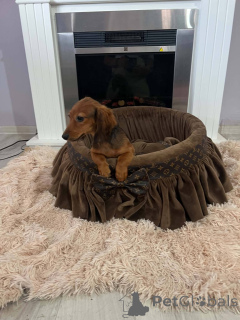 Photo №2 to announcement № 174607 for the sale of dachshund - buy in Serbia 