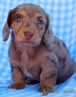 Photo №1. dachshund - for sale in the city of Alken | negotiated | Announcement № 155086