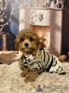 Photo №2 to announcement № 130676 for the sale of maltipu - buy in Germany private announcement, from nursery, breeder