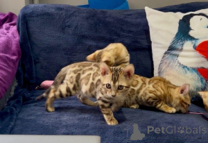 Photo №1. bengal cat - for sale in the city of Arrondissement de Berchtesgaden-Campagne | negotiated | Announcement № 170317