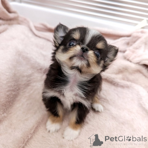 Photo №4. I will sell chihuahua in the city of Helsinki. private announcement, from the shelter - price - 516$