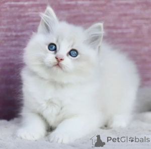 Photo №1. ragdoll - for sale in the city of Hessisch lichtenau | 361$ | Announcement № 177538