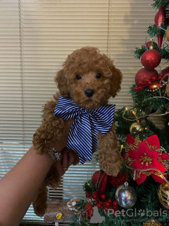Photo №2 to announcement № 126267 for the sale of poodle (toy) - buy in Serbia breeder