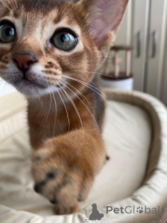 Photo №4. I will sell abyssinian cat in the city of Rostov-on-Don. from nursery - price - negotiated