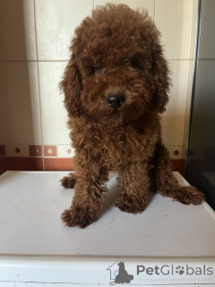 Photo №4. I will sell poodle (toy) in the city of Kiev. private announcement, from nursery, breeder - price - 1506$